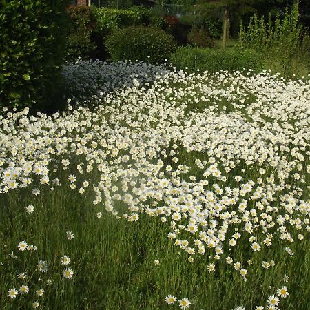 Wastine Bed & Breakfast Buigny-Saint-Maclou Eksteriør bilde